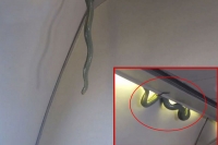 Video shows reptile fall from overhead bin on aeromexico flight