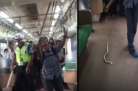 Man kills snake found on commuter train in indonesia