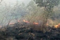 Five trekkers killed as fires engulf forests in tamil nadu