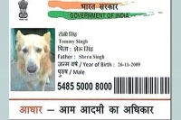 Man arrested for getting aadhaar card for dog