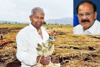 Venkiah naidu clear that central govt will help the farmers who loss their crops in this season