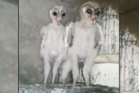 Aliens birds found in vizag consuming only its mother bought food