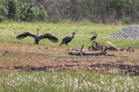 Good time for vultures rs 100 cr funds to safe guard