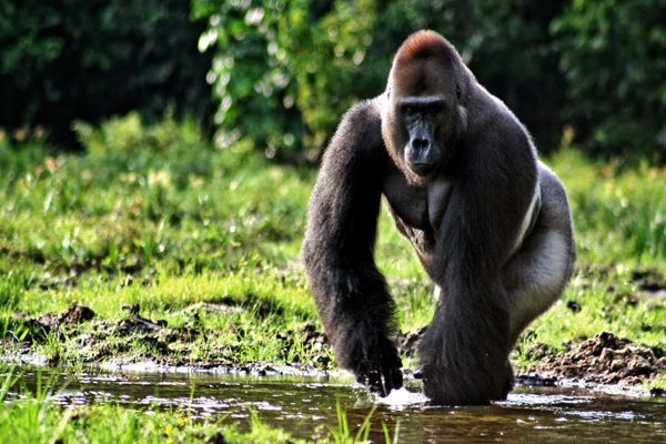 Gorilla throws stones on visitors in berlin zoo