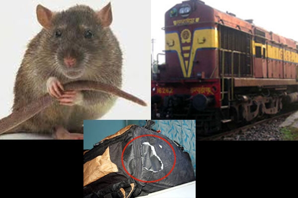 Rat trouble consumer forum penalizes indian railways