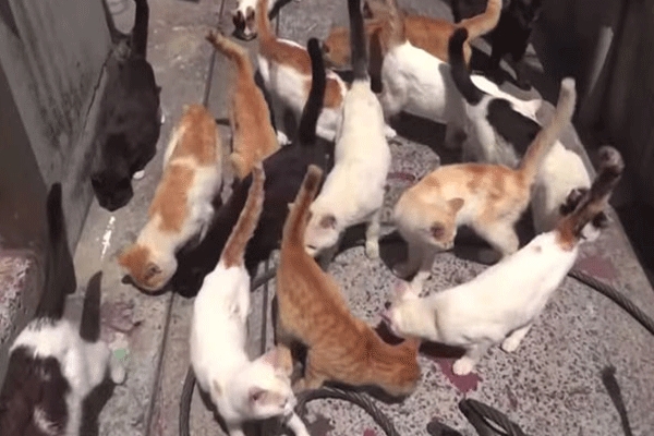Japanese cat island has more cats than people