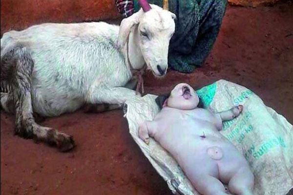 Goat gives birth human babies