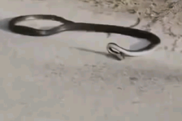 Is this snake commits suicide or mercy killing