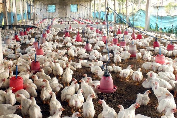 Poultry farming using more antibiotic in chicken