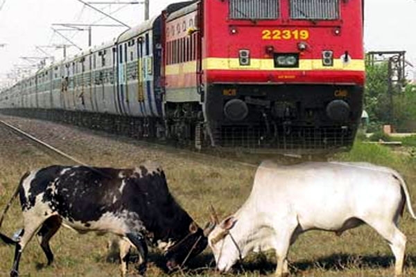Four coaches of lalkuan express gets derailed due to fight between bull and cow