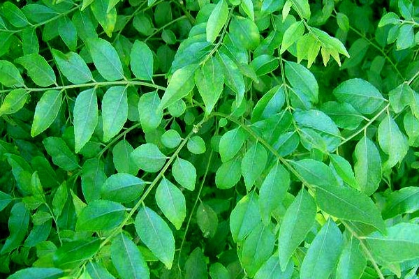 Health benefits curry leaves home remedies