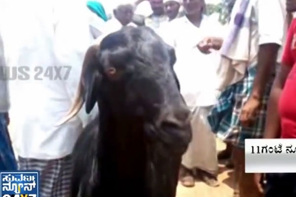 Village goat missing complaint registered in haveri