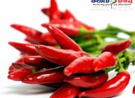 హాట్ పెప్పర్ (Hot Pepper)