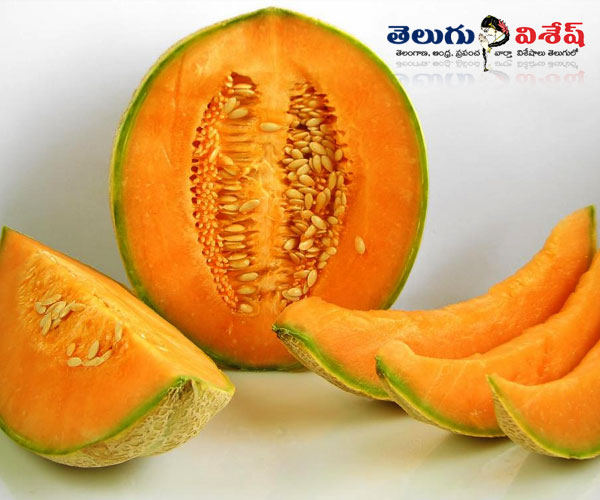 మస్క్ మెలోన్ (musk melon)