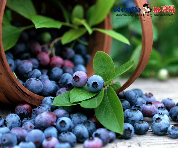 Photo of 0 | healthy home remedies | healthy home remedies | బ్లూబెర్రీస్ (Blue Berries)
