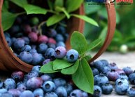 బ్లూబెర్రీస్ (Blue Berries)