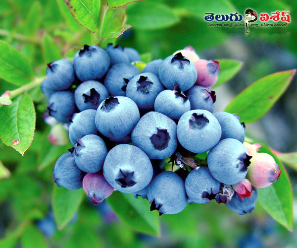 బ్లూ-బెర్రీస్ | best foods | Photo of 0 | best foods