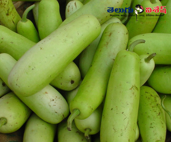 Photo of 0 | సొరకాయ (Bottle Gourd) | healthy vegetables | summer vacations
