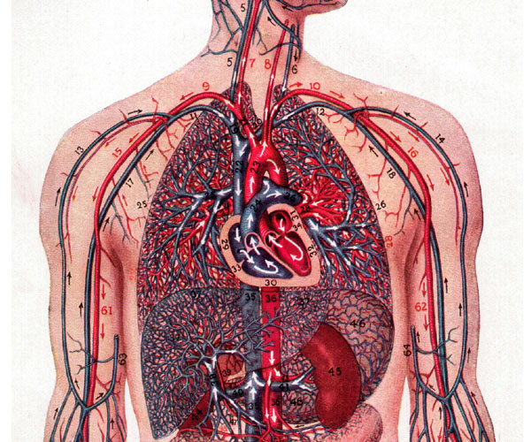 Photo of 0 | బ్లడ్ సర్క్యులేషన్ | blood circulation in the body | health tips