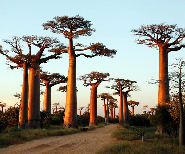 Photo of 0 | worlds beautiful things | beautiful trees | ఎవెన్యూ ఆఫ్ ది బావ్ బాబ్స్ (Avenue of the Baobabs)