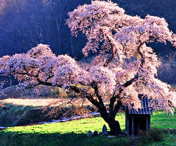 చెర్రీ బ్లాసమ్ (Cherry Blossom) | Photo of 0 | worlds beautiful things | oddly shaped trees