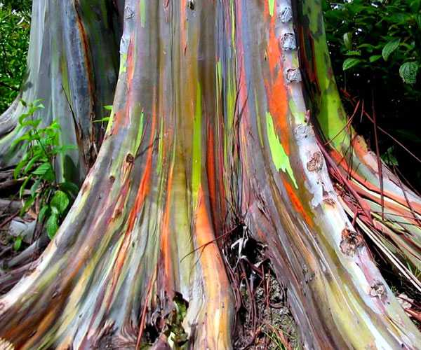 రెయిన్ బో యుకలిపస్టస్ ట్రీస్ (Rainbow Eucalyptus trees) | beautiful trees | worlds beautiful trees | Photo of 0