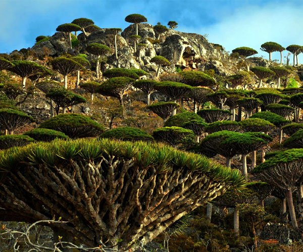 సొకోట్రా డ్రాగన్ ట్రీ (Socotra Dragon Tree) | famous trees | oldest trees in world | Photo of 0