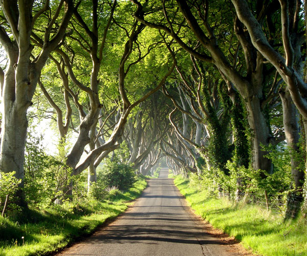 oldest trees in world | oddly shaped trees | Photo of 0 | ది డార్క్ హెడ్జెస్ (The Dark Hedges)