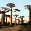ఎవెన్యూ ఆఫ్ ది బావ్ బాబ్స్ (Avenue of the Baobabs)