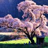 చెర్రీ బ్లాసమ్ (Cherry Blossom)