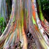 రెయిన్ బో యుకలిపస్టస్ ట్రీస్ (Rainbow Eucalyptus trees)