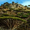 సొకోట్రా డ్రాగన్ ట్రీ (Socotra Dragon Tree)