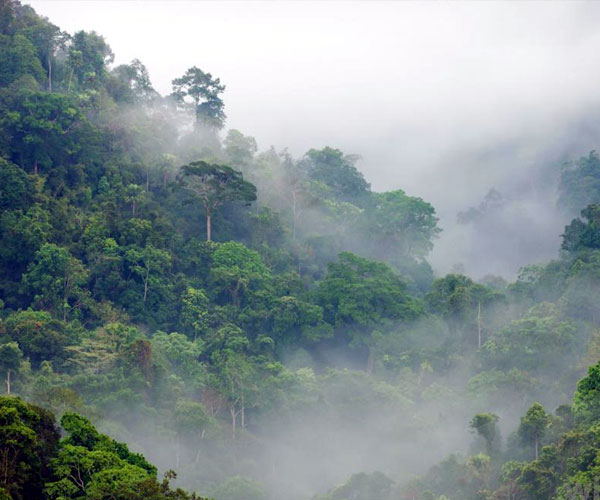 కాంగో రెయిన్ ఫారెస్ట్ (Congo Rain Forest)