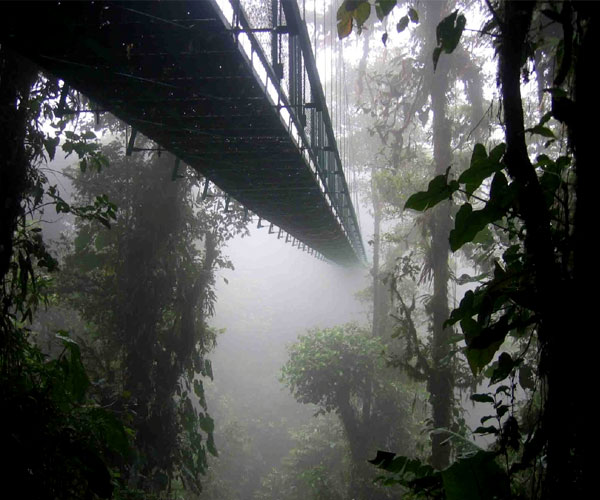మోంటెవెరేడ్ ఫారెస్ట్ (Monteverade Forest) | Photo of 0 | worlds biggest forests | worlds beautiful forests