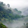 కాంగో రెయిన్ ఫారెస్ట్ (Congo Rain Forest)
