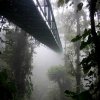 మోంటెవెరేడ్ ఫారెస్ట్ (Monteverade Forest)