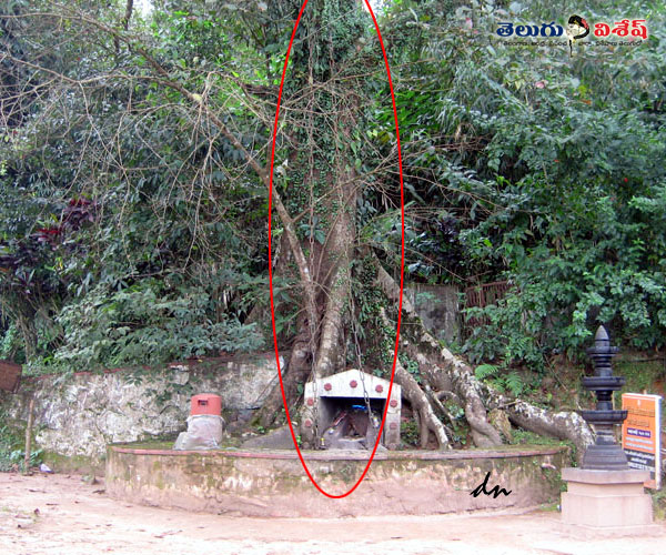 wayanad scenic areas | best destinations in wayanad | చైన్ ట్రీ | Photo of 0
