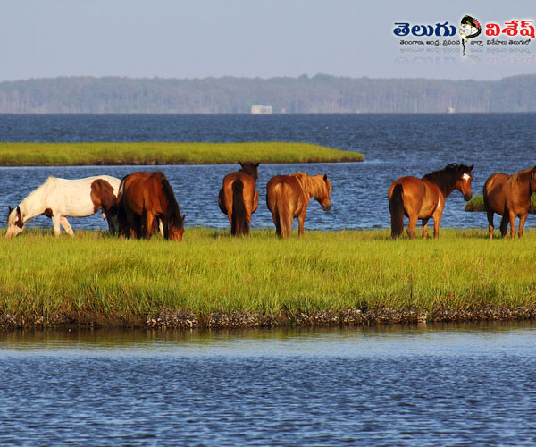 animals destinations | animals living places | Photo of 0 | అస్సాటీగ్ ఐల్యాండ్ (Assateague Island)