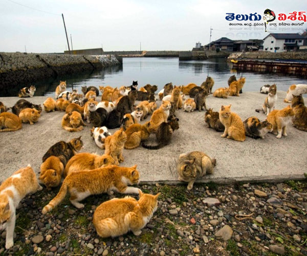 snake island | animals destinations | Photo of 0 | క్యాట్ ఐల్యాండ్ (Cat Island)