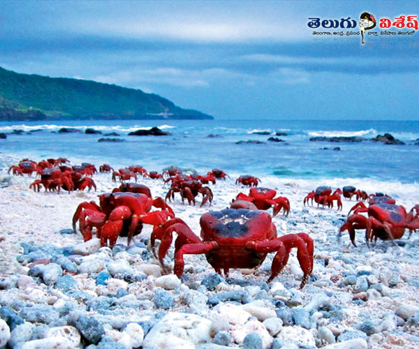Photo of 0 | animals destinations | క్రాబ్ ఐల్యాండ్ (Crab Island) | animals tourist places
