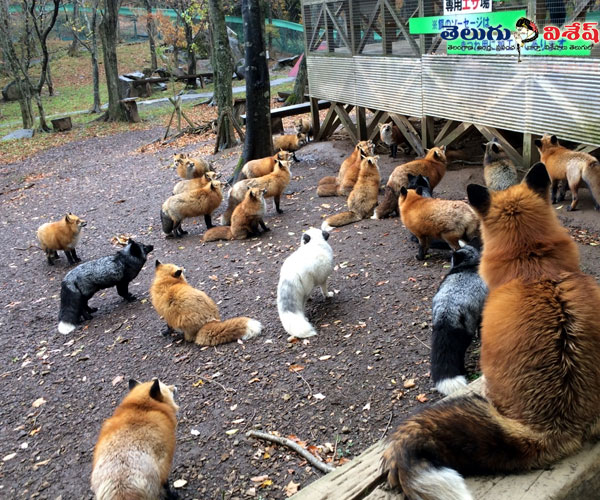 Photo 7of 10 | animals tourist places | ఫాక్స్ విలేజ్ (Fox Village) | penguin island