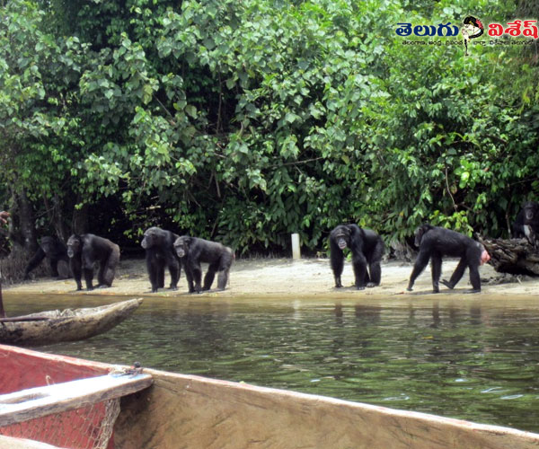 మంకీ ఐల్యాండ్ (Monkey Island)