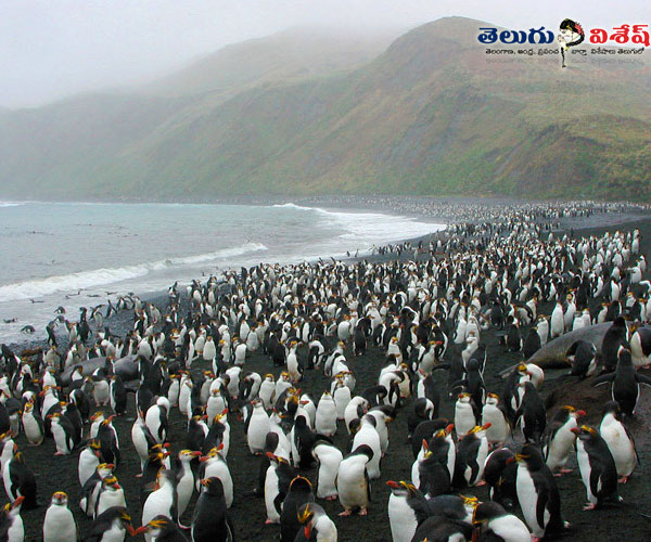 రాయల్ పెంగ్విన్ ఐల్యాండ్ (Royal Penguin Island)