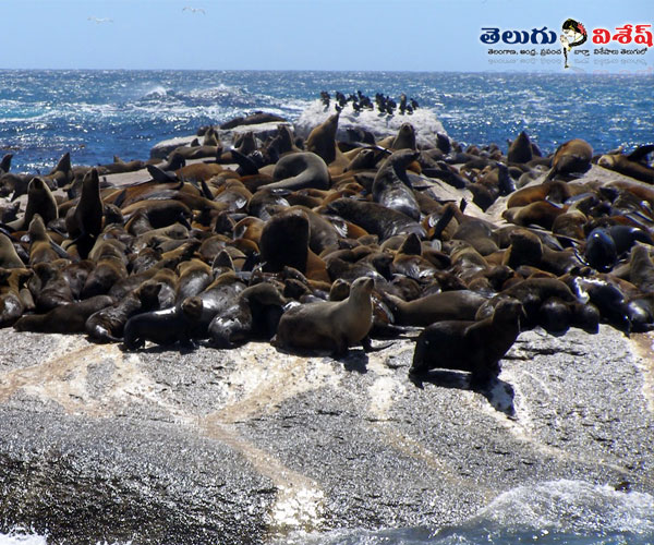 animals living places | సీల్ ఐల్యాండ్ (Seal Island)  | Photo of 0 | animals tourist places