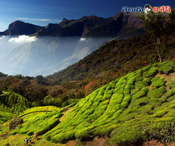 మున్నార్ | Photo of 0 | india tourism | india best destinations
