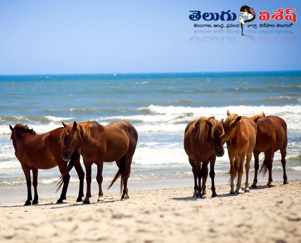 అస్సాటీగ్ బీచ్ (Assateague Beach)