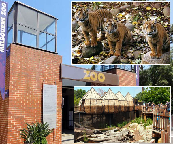 Photo 6of 10 | London Zoo | worlds facinating zoos | మెల్ బోర్న్ జూ (Melbourne Zoo)