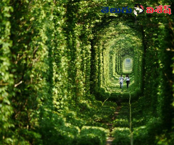 hidden wonders | Photo 2of 10 | beautiful locations | లవ్ టన్నెల్ (Tunnel of Love)