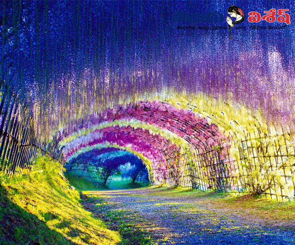 Photo of 0 | విస్టేరియా టన్నెల్ (Wisteria Tunnel) | hidden wonders | wonders of the world
