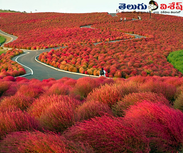 big constructions | Photo 6of 8 | హితాషి సీసైడ్ పార్క్ (Hitachi Seaside Park) | worlds best places